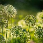 131高清图片 1pczb