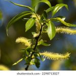 12岁时就开始和爸做 467nvst8