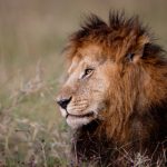 前后四根一起双龙 8j8b3o9v