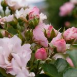 1515HH一CO1M 9ol4denmv