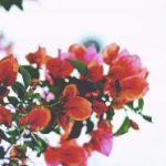 有码中文字幕高清在线视频 ev9pm