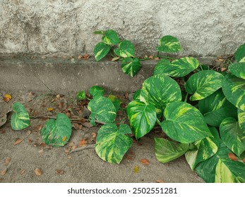 如何顺利提交Goldsboro住房管理局申请的完整指南