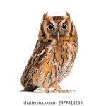 国外网站排行:全球最受欢迎网站的详细分析与排名解读 f7597143xi