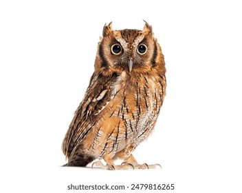 国外网站排行:全球最受欢迎网站的详细分析与排名解读 国外网站排行:全球最受欢迎网站的详细分析与排名解读