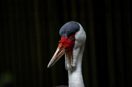 初恋时间高清：回忆那些年我们一起追逐的青春岁月