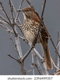 快看漫画官网:探索有声量漫画的精彩世界 快看漫画官网:探索有声量漫画的精彩世界