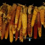 原神 官方漫画:探索提瓦特大陆的奇幻冒险 v9i39ct