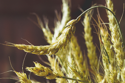 探索 Ambi 网站的独特功能与用户体验