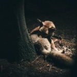 探索yymh313com:揭示其背后的秘密与魅力 2zfpx