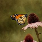 探索Helio网站的功能与优势,提升您的在线体验 ij3p6