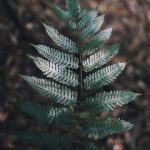 探索美丽新世界:PTT上热议的漫画解析与讨论 klhj378xs