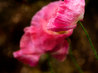 探索磁力熊猫搜索:高效获取资源的利器 探索磁力熊猫搜索:高效获取资源的利器