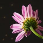 探索磁力熊猫最新网站:获取最新资源与资讯 q4jvue2i