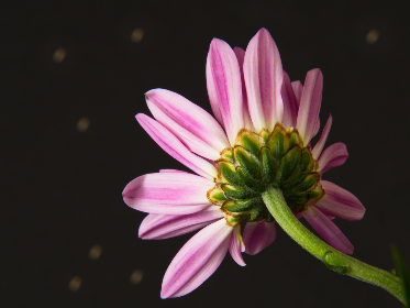 探索磁力熊猫最新网站:获取最新资源与资讯 探索磁力熊猫最新网站:获取最新资源与资讯