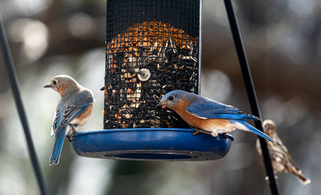 探索网课的未来:在线学习如何改变教育格局 探索网课的未来:在线学习如何改变教育格局