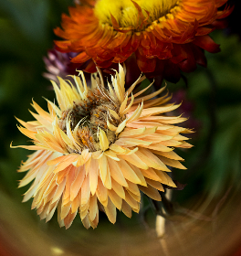 探索优质资源网站免费获取学习资料的最佳途径