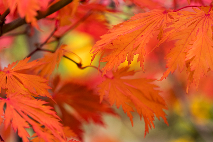探索磁力熊猫：科技与自然的奇妙结合